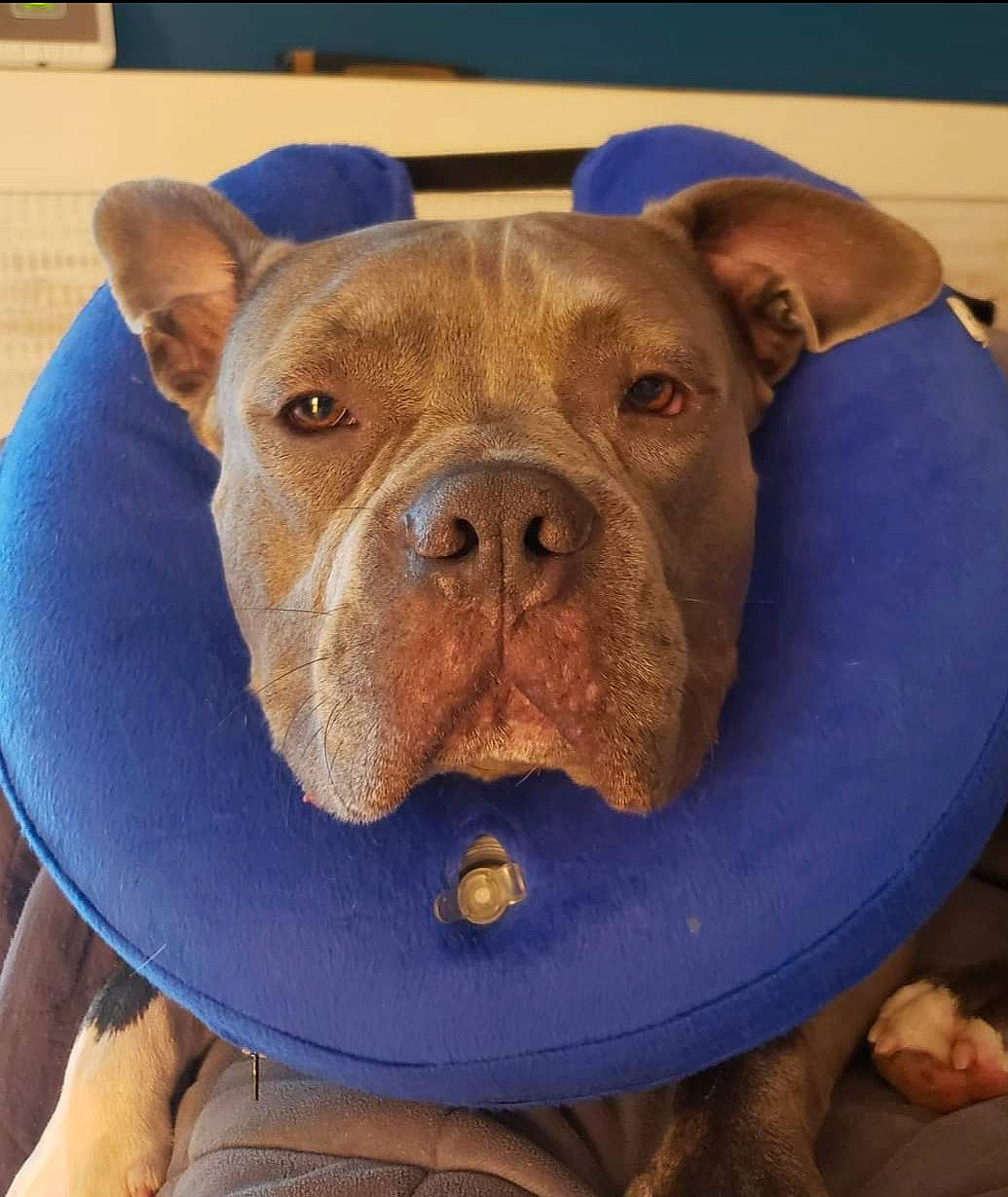 Koko participe au concours pour gagner de l'argent avec cette photo : blue, canidae, carnivore, comfort, companion_dog, dog, dog_breed, dog_supply, electric_blue, fawn, liver, molosser, non_sporting_group, pet_supply, snout, sporting_group, terrestrial_animal, whiskers, working_animal, wrinkle