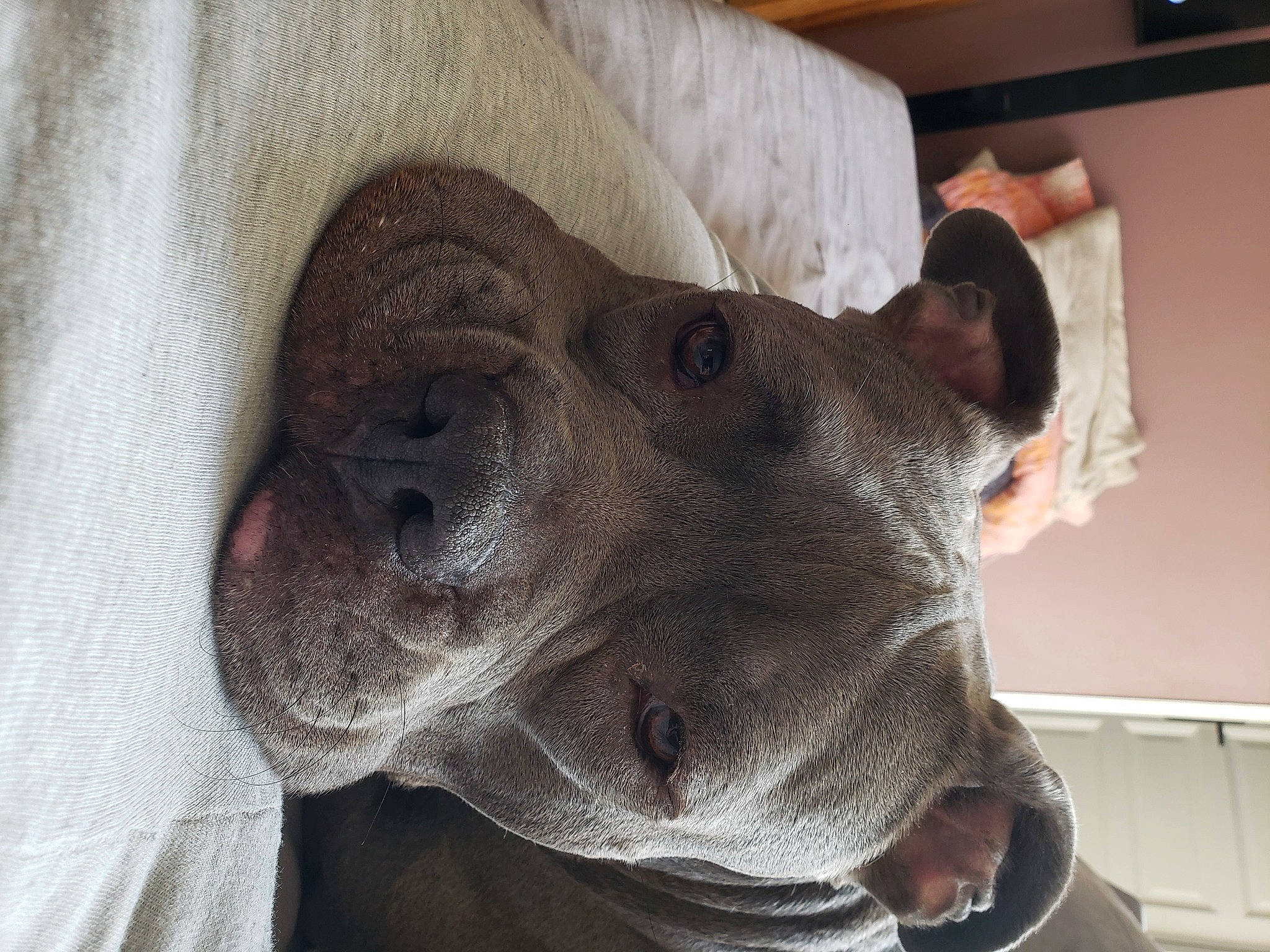 Koko a rejoint le concours — aidez-le/la à gagner de superbes lots ! canidae, carnivore, collar, comfort, companion_dog, dog, dog_breed, ear, fawn, fur, gesture, hat, jaw, liver, selfie, snout, sporting_group, tail, whiskers, working_animal