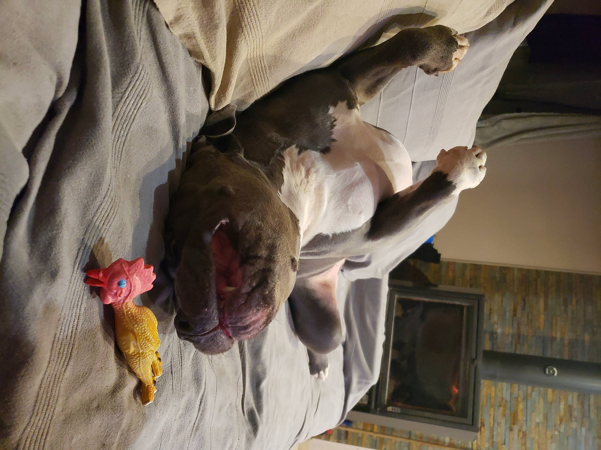 Koko participe au concours pour gagner de l'argent avec cette photo : child, fish, fur, gesture, landscape, plant, room, tail, television, tree