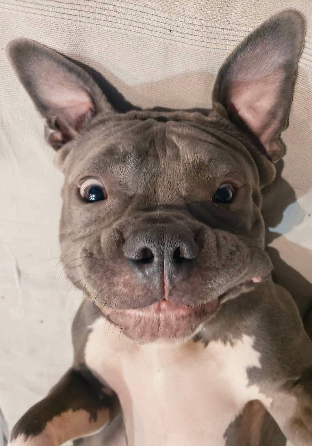 Koko a rejoint le concours — aidez-le/la à gagner de superbes lots ! bulldog, canidae, carnivore, collar, companion_dog, dog, dog_breed, ear, eye, fawn, head, non_sporting_group, snout, sporting_group, terrestrial_animal, toy_dog, vertebrate, whiskers, working_animal, wrinkle