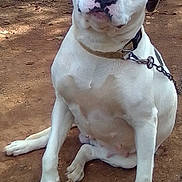 Apo joined the competition — help win amazing prizes! accessories, animal, bostonbull, boxer, bulldog, canine, collar, dalmatian, dog, frenchbulldog, hound, labradorretriever, leash, pet, pitbull, puppy, rock, soil, strap, whitedog