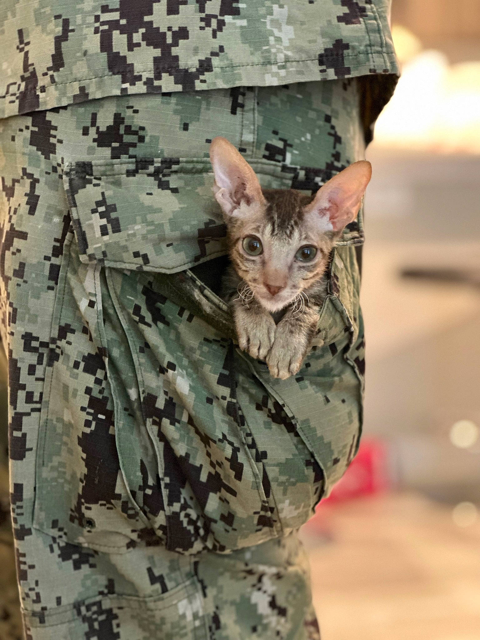 Toast is registered to the contest to win money with this photo: army, camouflage, carnivore, cat, domestic_short_haired_cat, fawn, felidae, fur, military, military_camouflage, military_organization, military_person, military_uniform, pattern, sleeve, small_to_medium_sized_cats, soldier, uniform, whiskers, wood