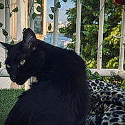 Zorro a rejoint le concours — aidez-le/la à gagner de superbes lots ! black_cat, cat, animal, pet, balcony, leafy_vines, greenery, outdoor, nature, window, building, blanket, leopard_print, fur, whiskers, ears, side_view, daylight, relaxation, domestic_animal