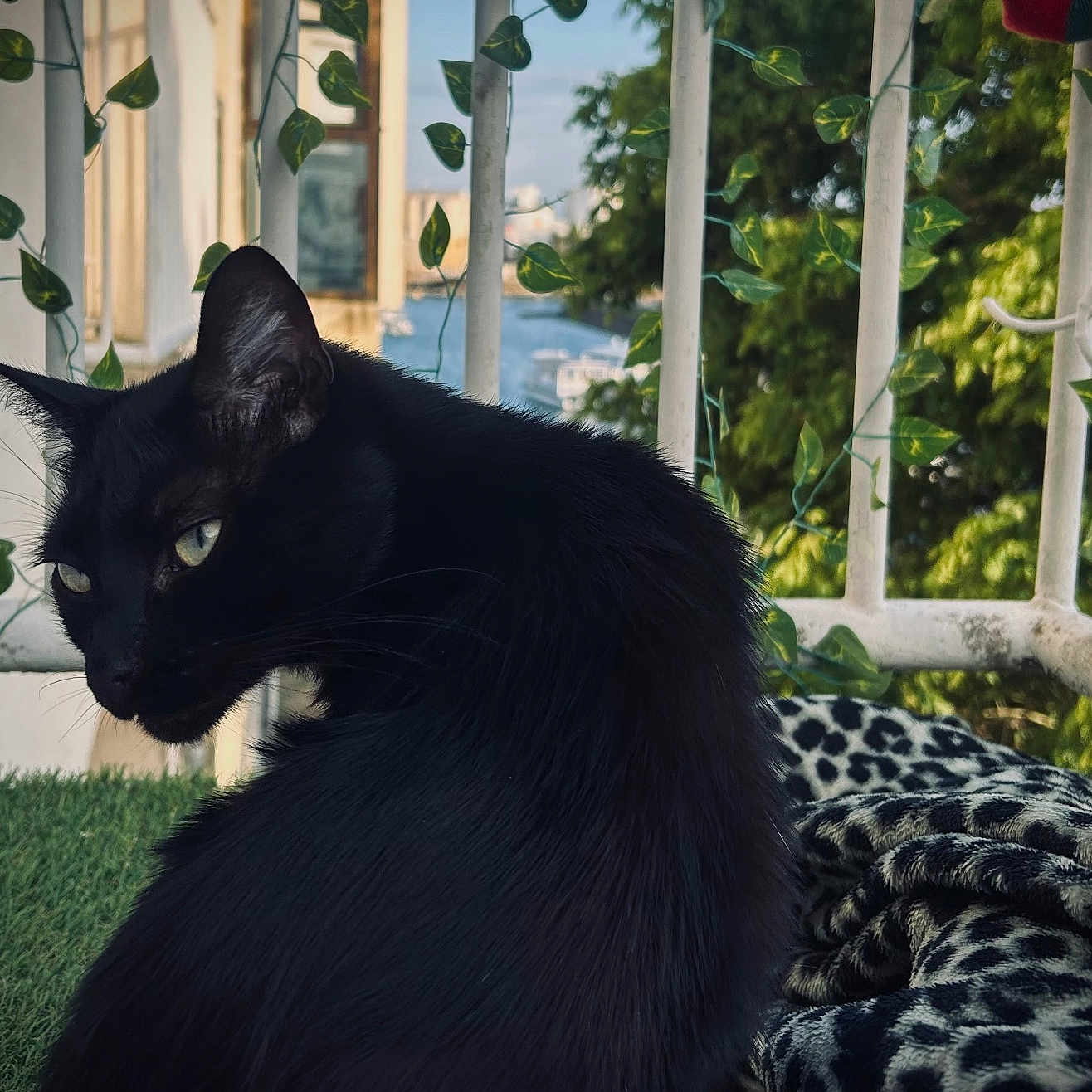 Zorro a rejoint le concours — aidez-le/la à gagner de superbes lots ! animal, balcony, black_cat, blanket, building, cat, daylight, domestic_animal, ears, fur, greenery, leafy_vines, leopard_print, nature, outdoor, pet, relaxation, side_view, whiskers, window