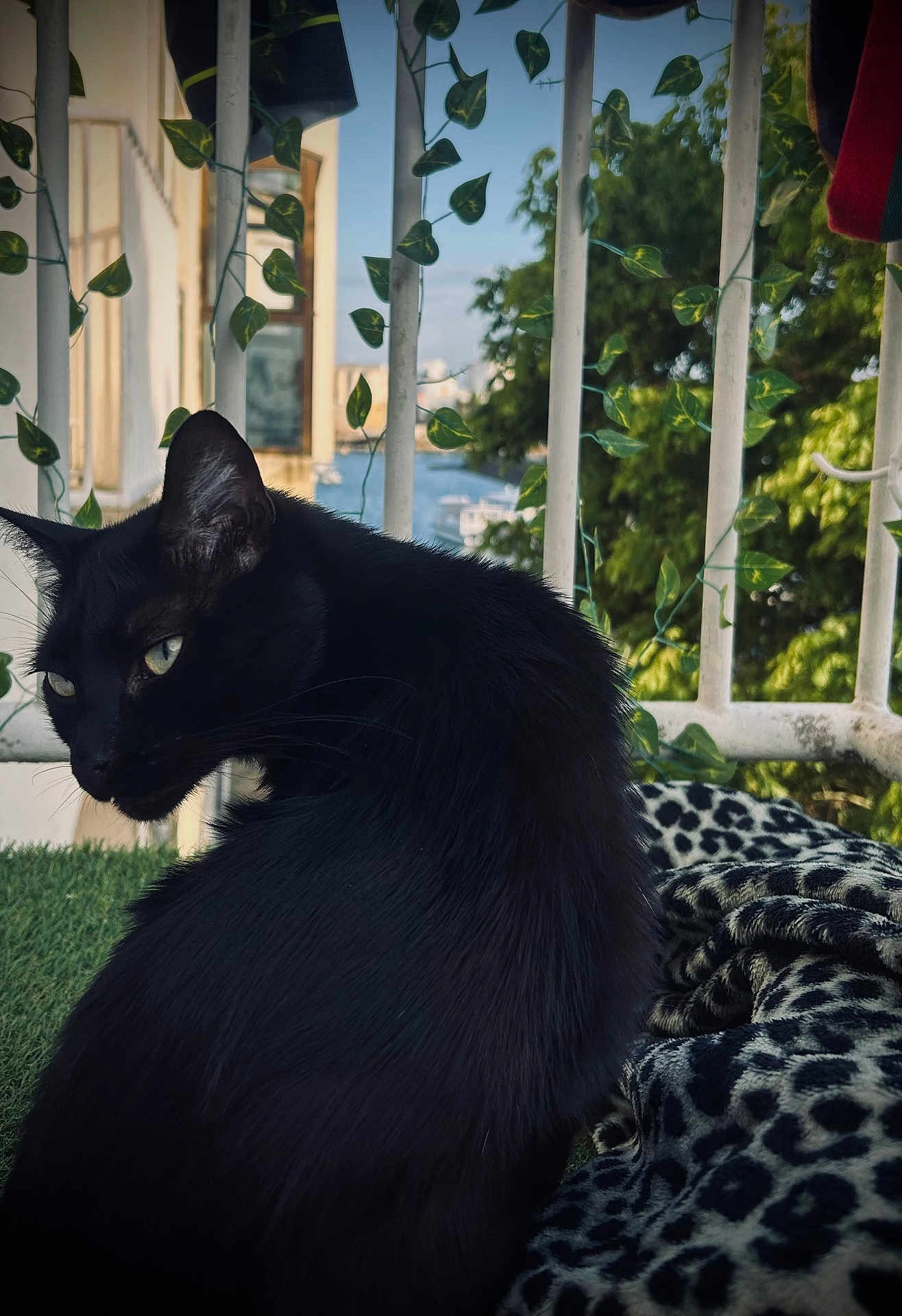 Zorro a rejoint le concours — aidez-le/la à gagner de superbes lots ! black_cat, cat, animal, pet, balcony, leafy_vines, greenery, outdoor, nature, window, building, blanket, leopard_print, fur, whiskers, ears, side_view, daylight, relaxation, domestic_animal