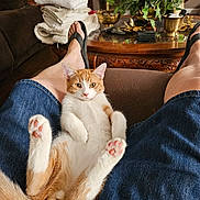 Little Dude joined the competition — help win amazing prizes! cat, orange_cat, white_cat, pet, indoor, relaxed, lying_down, person_legs, denim_shorts, flip_flops, living_room, table, plant, decor, towels, cozy, furniture, pink_paw_pads, looking_at_camera, casual