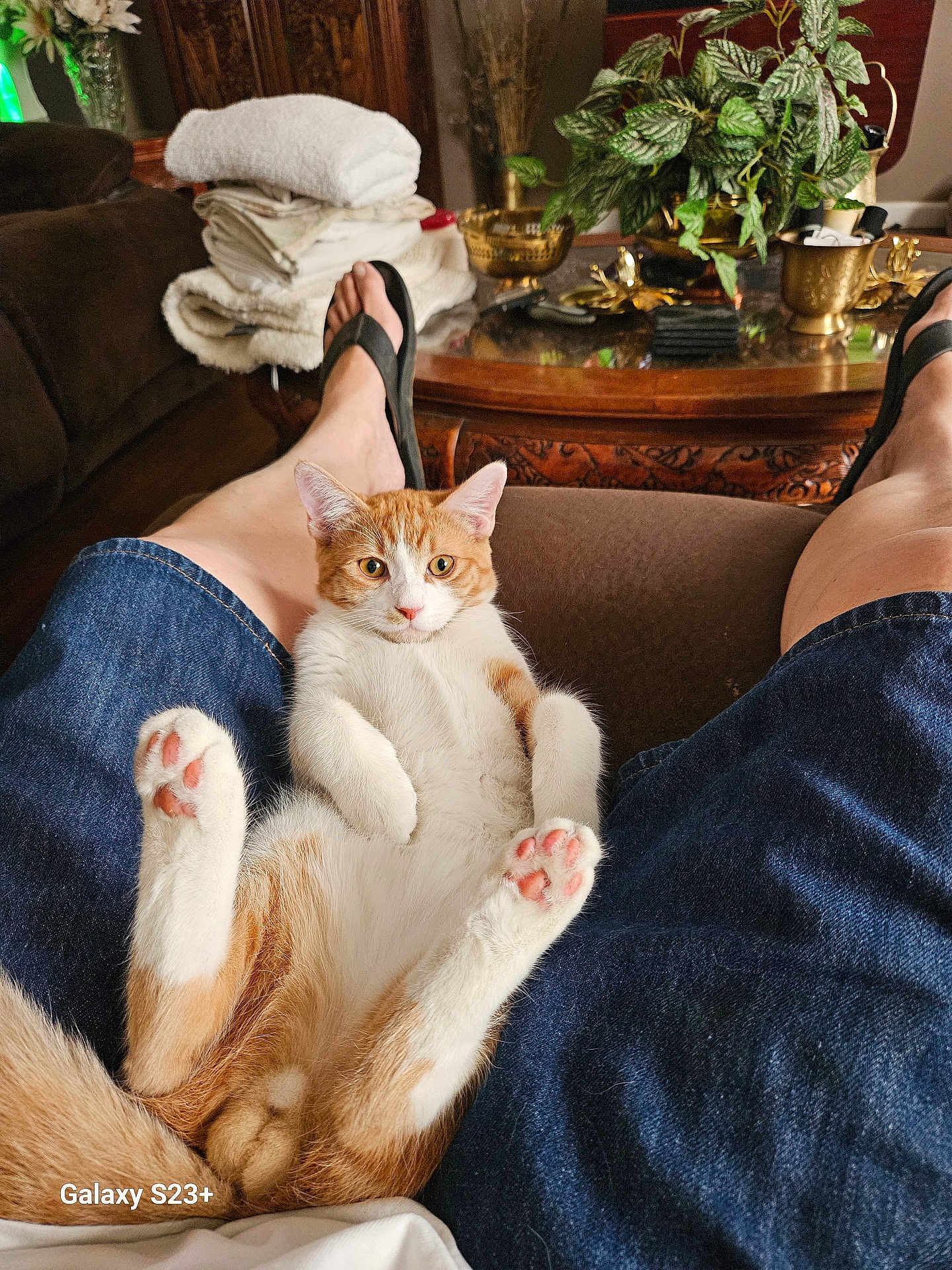 Little Dude
