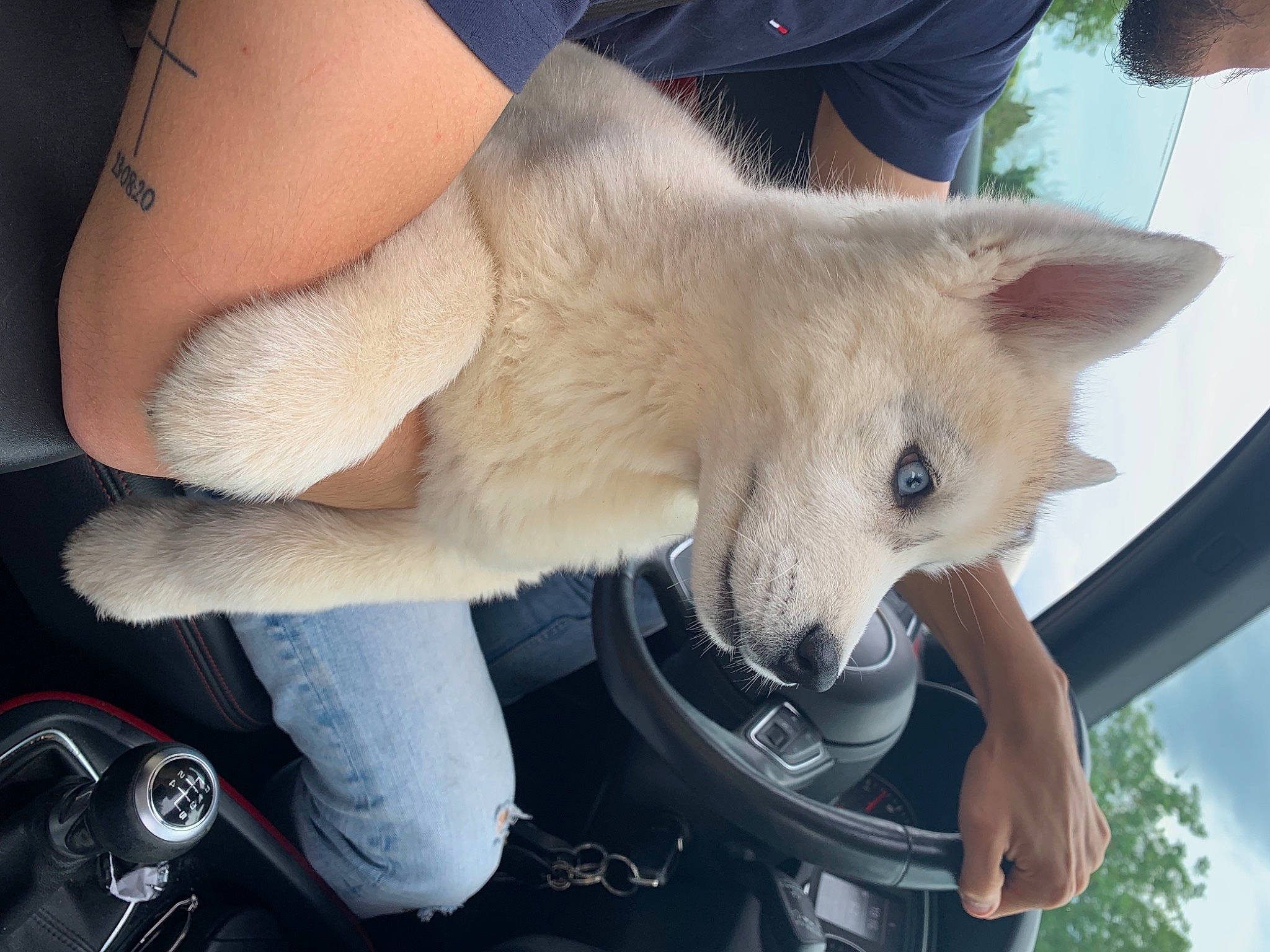 Snow participe au concours pour gagner de l'argent avec cette photo : canidae, carnivore, claw, collar, companion_dog, dog, dog_breed, fawn, felidae, foot, fur, human_leg, sky, small_to_medium_sized_cats, snout, spitz, sporting_group, tail, tree, whiskers