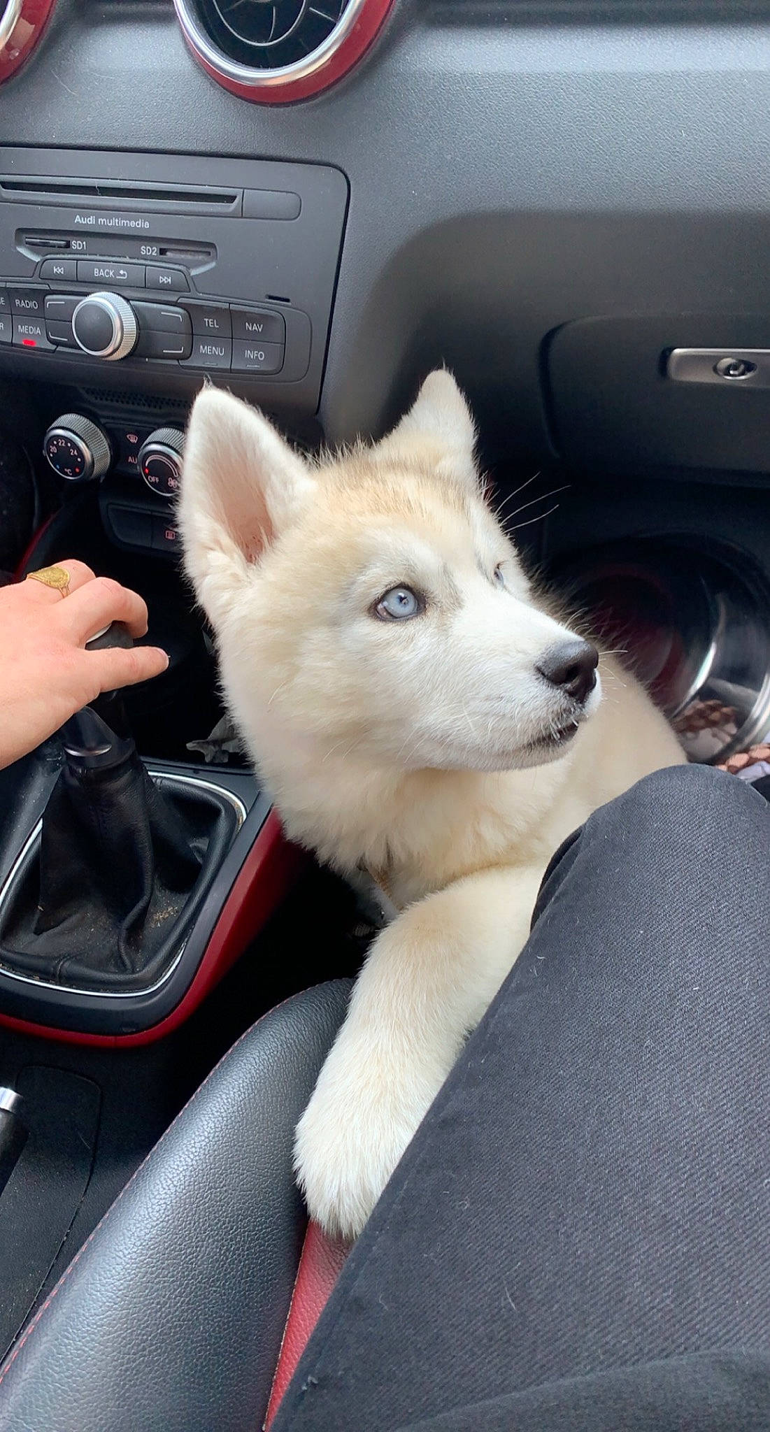 Snow a rejoint le concours — aidez-le/la à gagner de superbes lots ! auto_part, automotive_design, car, carnivore, center_console, companion_dog, dog, dog_breed, family_car, fawn, gesture, human_leg, media_player, motor_vehicle, personal_luxury_car, satellite_radio, steering_wheel, vehicle, vehicle_door, windshield