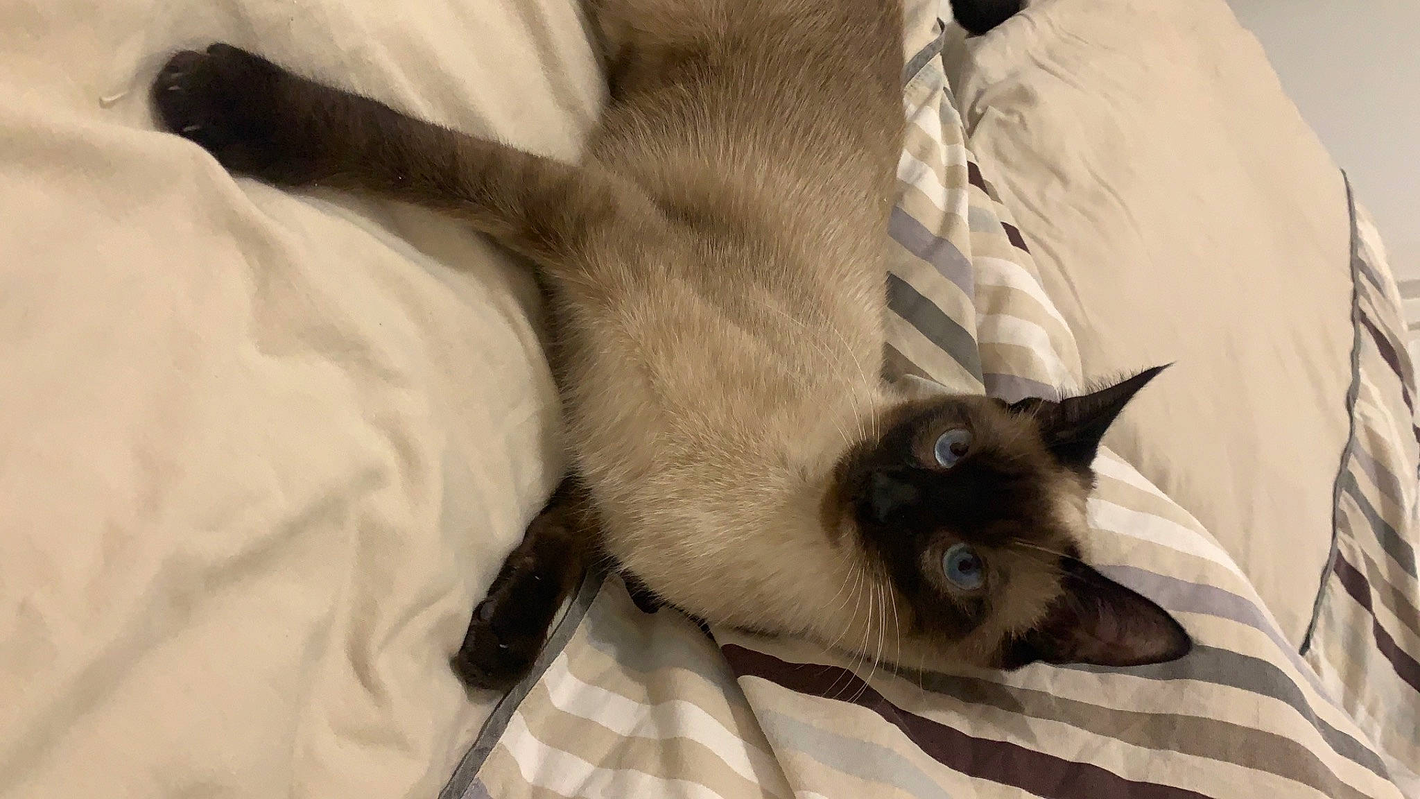 Rufus a rejoint le concours — aidez-le/la à gagner de superbes lots ! birman, carnivore, cat, claw, comfort, domestic_short_haired_cat, fawn, felidae, foot, fur, linens, siamese, small_to_medium_sized_cats, snout, tail, thai, whiskers