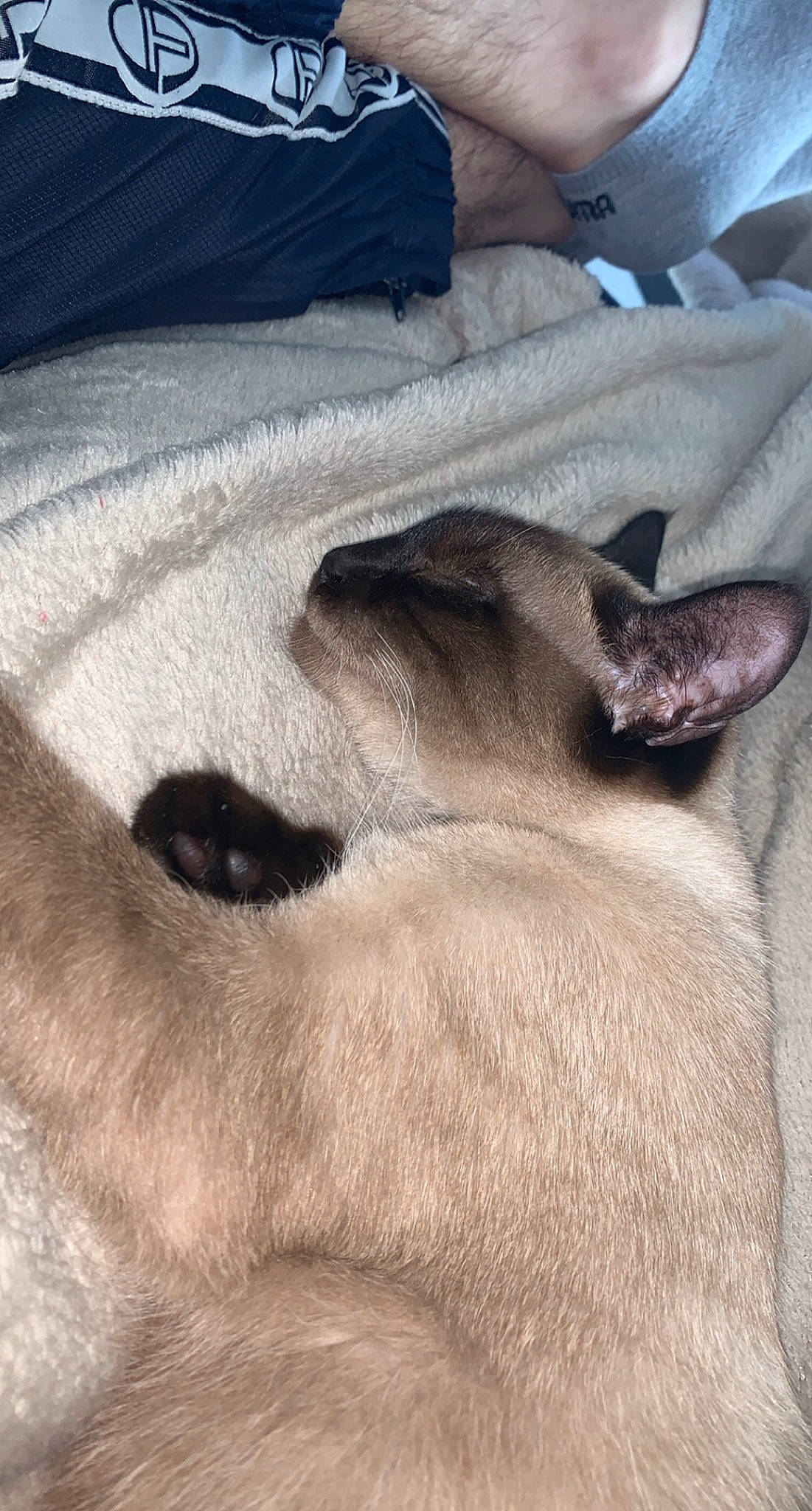 Rufus a rejoint le concours — aidez-le/la à gagner de superbes lots ! carnivore, cat, comfort, dog_breed, fawn, felidae, fur, grey, linens, liver, nap, small_to_medium_sized_cats, snout, sporting_group, terrestrial_animal, textile, vertebrate, whiskers, wildlife, working_animal