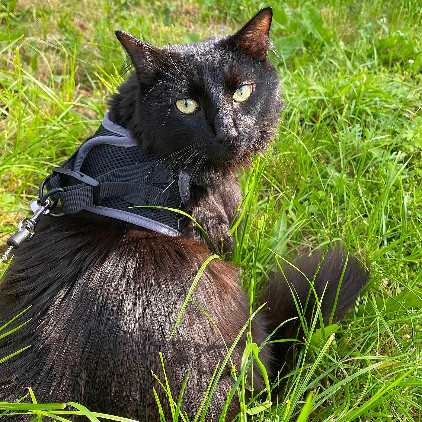 Horace participe au concours pour gagner de l'argent avec cette photo : accessories, animal, bird, blackbird, blackcat, cat, collar, field, grass, grassland, harness, lawn, leash, manx, nature, outdoors, pet, plant, strap, vegetation