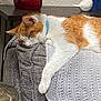 cat, sleeping_cat, orange_white_cat, blue_collar, blanket, couch, lamp, ceramic_bird, side_table, cozy, pet, nap, fur, indoor, home_interior, armrest, texture, relaxed, domestic_cat, resting