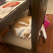 Banjo joined the competition — help win amazing prizes! cat, sleeping, chair, table, indoor, hardwood_floor, cushion, ginger_cat, white_fur, pet, collar, gift_bag, placemat, holiday, cozy, curled_up, paw, furniture, dining_room, relaxed