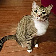 Zuzu is registered to the contest to win money with this photo: animal, cat, curious, domestic_cat, ears, eyes, feline, floor, fur, indoor, looking_up, pet, sitting, striped, tabby, tail, whiskers, white_chest, white_paws, wooden_floor