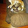 Zuzu is registered to the contest to win money with this photo: animal, brown, cat, cats, chair, cozy, cuddle, cushion, domestic_animal, feline, indoor, napping, orange_cat, pet, relaxing, resting, sleeping, striped_cat, tabby, wooden_floor