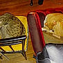 Zuzu joined the competition — help win amazing prizes! animal, cat, chair, comfortable, cozy, curled_up, cushion, domestic_animal, furniture, home, indoor, orange_cat, pet, quiet, red_chair, resting, sleeping, tabby_cat, two_cats, wooden_floor