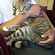 Zuzu joined the competition — help win amazing prizes! animal, arm, cat, closeup, comfort, companion, domestic, feline, fur, hand, holding, indoor, person, pet, relaxation, seated, shirt, striped, tabby, white_clothing