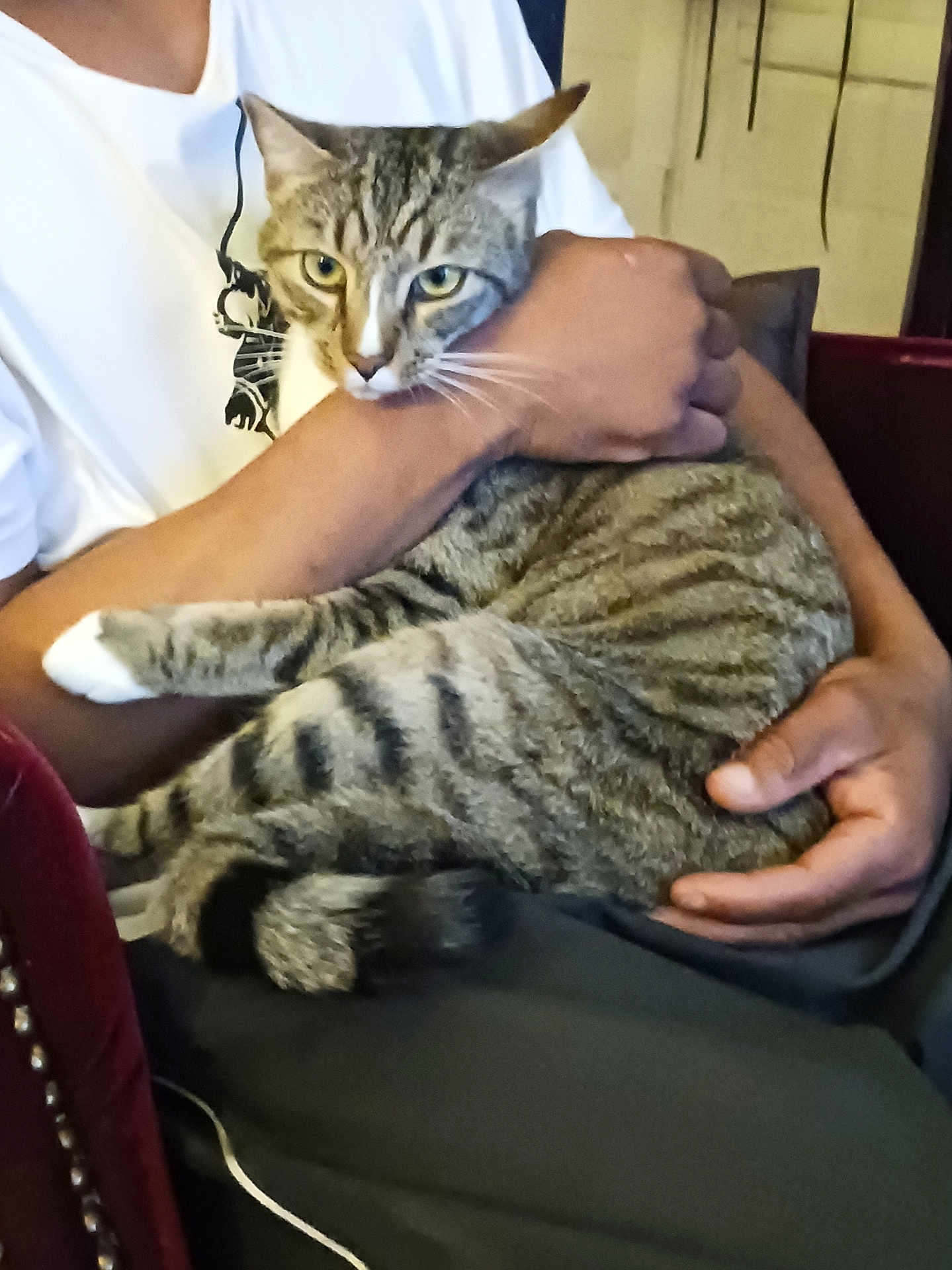 Zuzu
