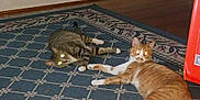 Zuzu is registered to the contest to win money with this photo: animal, carpet, cat, cozy, domestic, feline, floor, fur, glowing_eyes, home, indoor, lying_down, orange_cat, patterned_rug, paws, pet, resting, tabby_cat, two_animals, whiskers