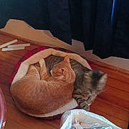 Reese is registered to the contest to win money with this photo: animal, cat, cats, container, cozy, curtains, domestic, feline, grey_tabby, home, indoor, orange_tabby, paper, pet_bed, resting, sleeping, snuggling, trash_bin, two_animals, wooden_floor