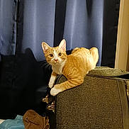 Reese joined the competition — help win amazing prizes! alert, animal, blue_cloth, brown_towel, cat, container, curious, curtain, domestic_cat, fabric, feline, fur, home, indoor, orange_cat, paws, pet, resting, suitcase, white_cat