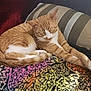 Reese is registered to the contest to win money with this photo: abyssinian, animal, bed, bedroom, blanket, cat, couch, cushion, furniture, homedecor, indoors, interiordesign, kitten, manx, person, pet, pillow, quilt, room, sleeping