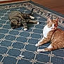 Reese is registered to the contest to win money with this photo: animal, casual, cat, cozy, curious, domestic_animal, feline, floor, home, indoor, lying_down, orange_cat, patterned_rug, pet, relaxed, resting, rug, tabby_cat, two_animals, wooden_floor