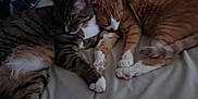 Reese is registered to the contest to win money with this photo: adorable, animal, bed, cat, companion, cozy, cute, domestic_animal, feline, friendship, fur, indoor, orange_cat, paw, pets, relaxation, resting, sleeping, tabby_cat, whiskers