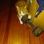 Reese joined the competition — help win amazing prizes! animal, cat, clothes, curious, domestic_cat, dumbbell, fabric_bin, feline, flash, floor, household, indoor, orange_cat, paw, pet, playful, storage_bin, whiskers, white_cat, wooden_floor