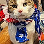 cat, animal, pet, scarf, red, white, blue, stars, table, wood, indoor, fur, whiskers, ears, face, eyes, paws, domestic, cute, portrait