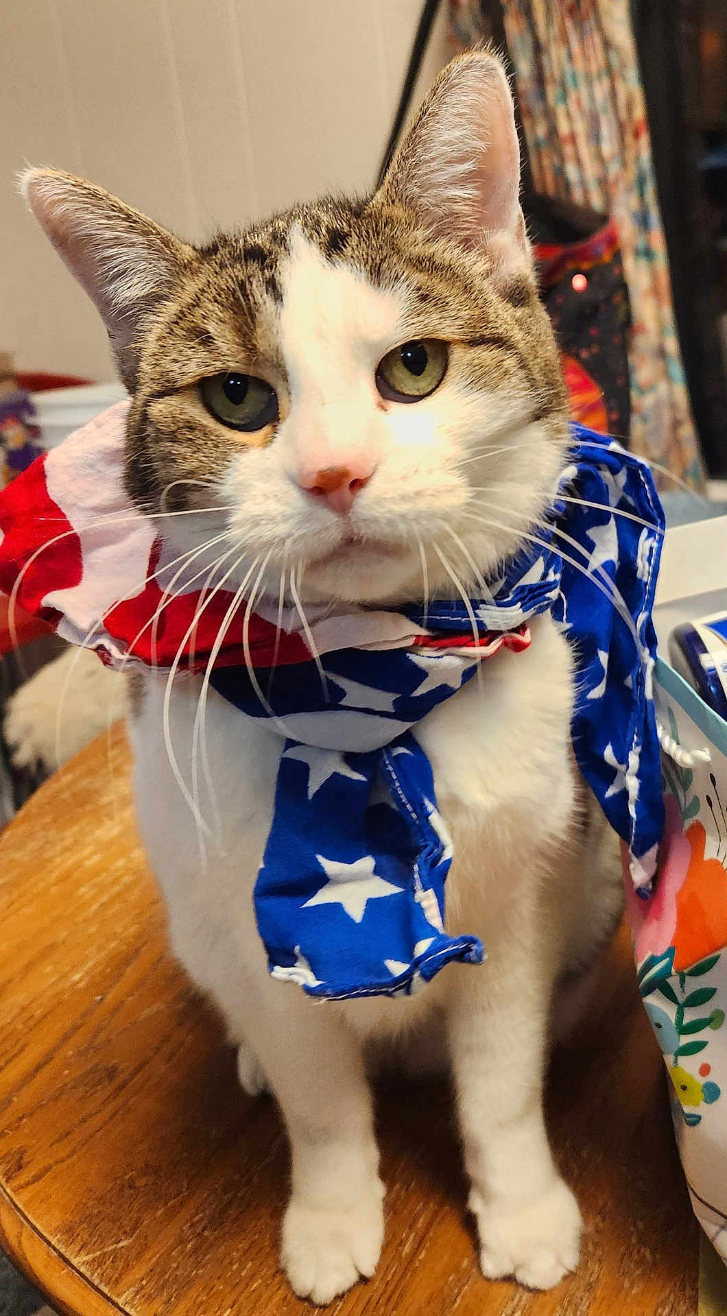 Bobbie joined the competition — help win amazing prizes! cat, animal, pet, scarf, red, white, blue, stars, table, wood, indoor, fur, whiskers, ears, face, eyes, paws, domestic, cute, portrait