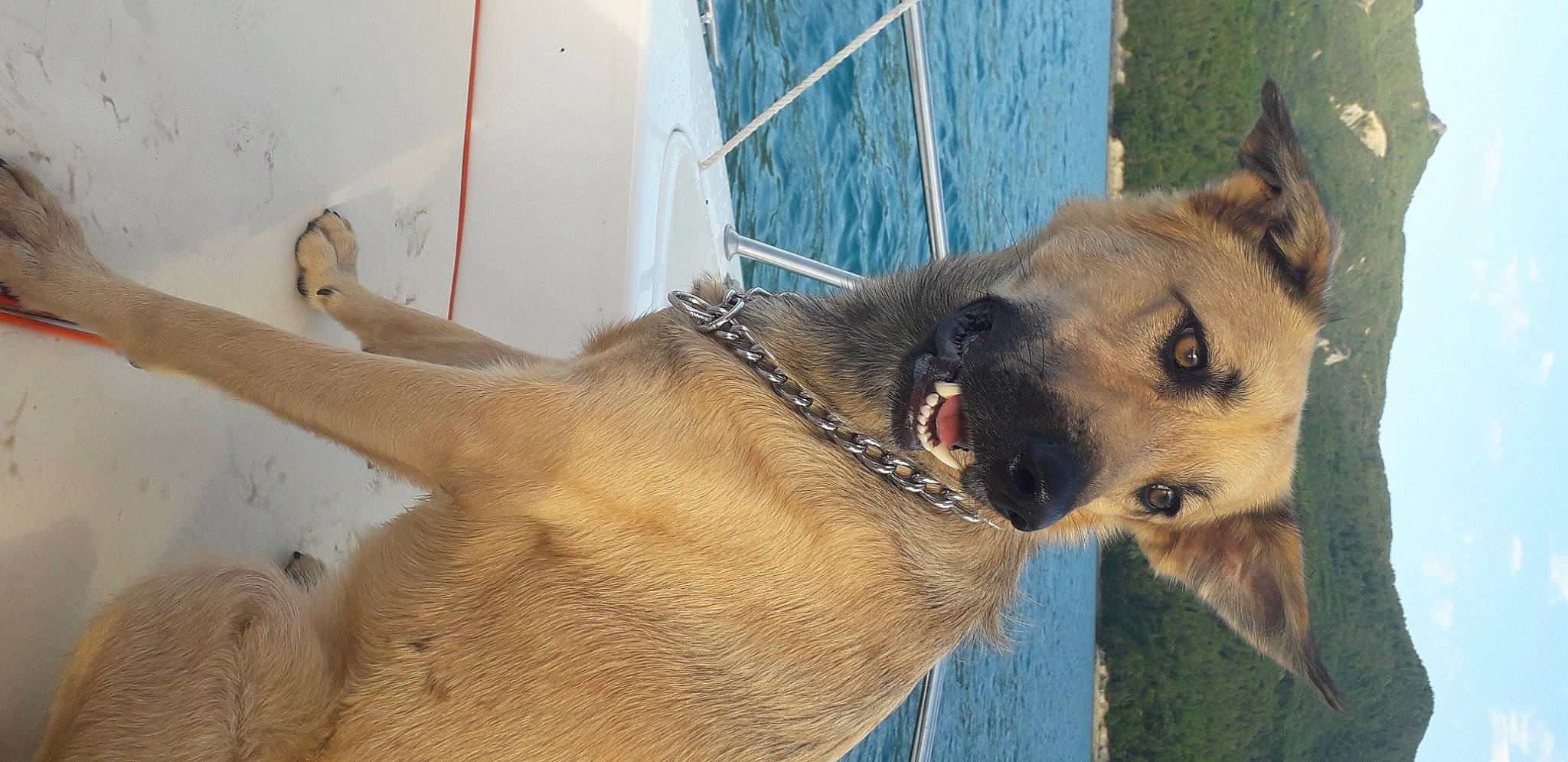 Bella a rejoint le concours — aidez-le/la à gagner de superbes lots ! animal_shelter, canidae, carnivore, collar, companion_dog, dog, dog_breed, dog_collar, east_european_shepherd, fawn, fur, german_shepherd_dog, snout, sporting_group, terrestrial_animal, water, whiskers, window, working_animal, working_dog