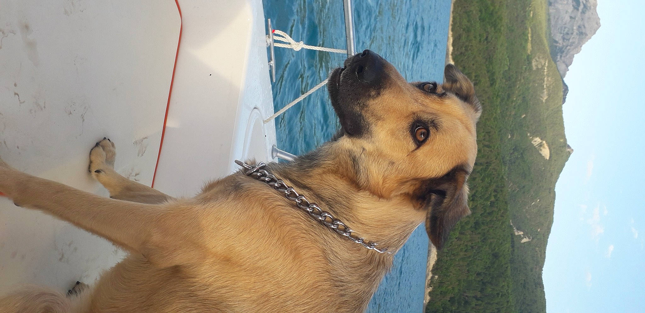 Bella a rejoint le concours — aidez-le/la à gagner de superbes lots ! canidae, carnivore, collar, companion_dog, dog, dog_breed, dog_collar, dog_supply, fawn, fur, german_shepherd_dog, old_german_shepherd_dog, pet_supply, snout, sporting_group, water, whiskers, wildlife, working_animal, working_dog