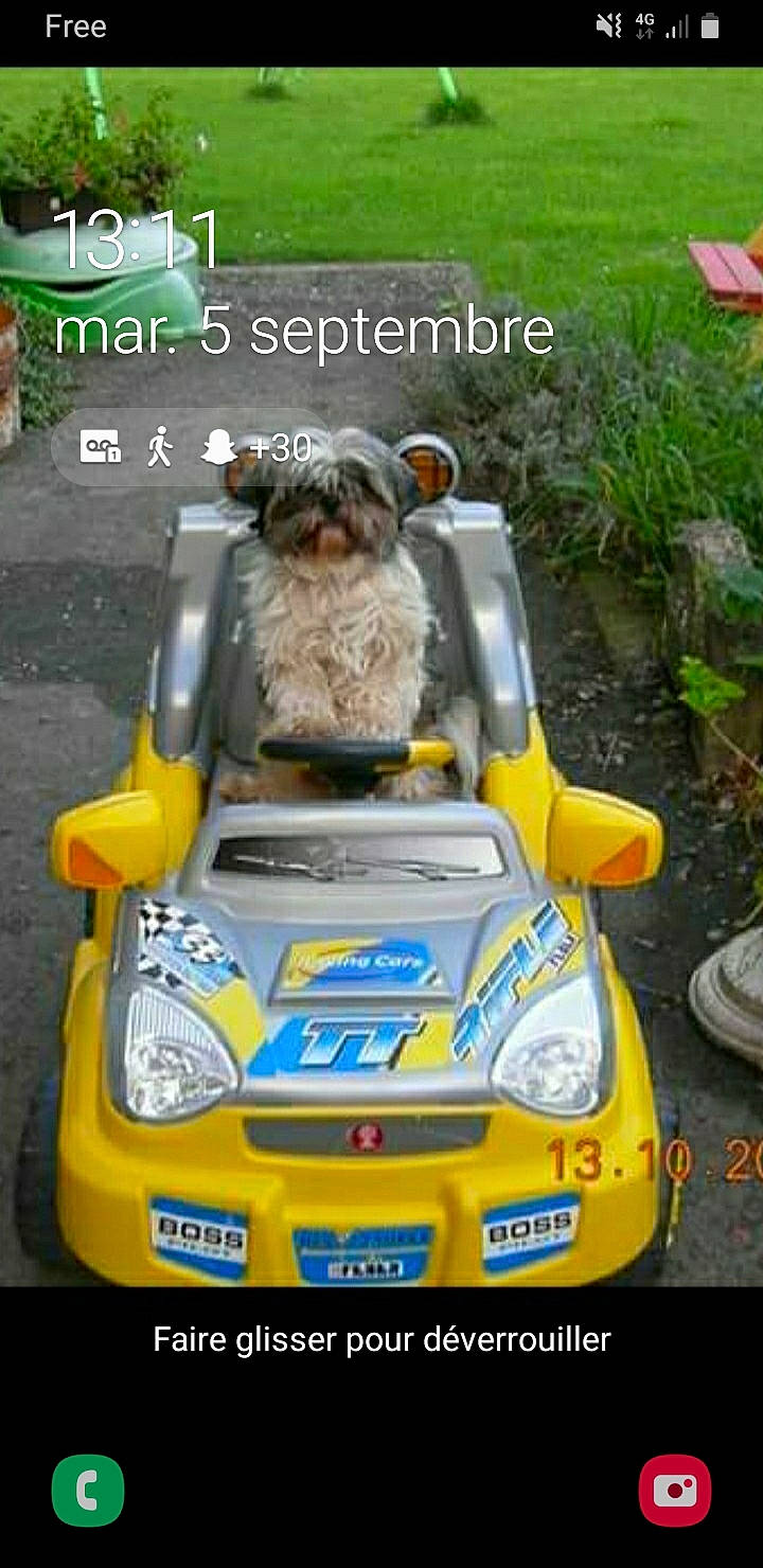 Bella a rejoint le concours — aidez-le/la à gagner de superbes lots ! automotive_design, automotive_exterior, automotive_lighting, automotive_tire, automotive_wheel_system, bumper, companion_dog, dog, dog_breed, font, grass, headlamp, hood, motor_vehicle, plant, road, sporting_group, tire, travel, vehicle
