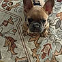 animal, brown, canine, carpet, collar, cute, dog, domestic_animal, ears, floor, french_bulldog, fur, indoor, looking_up, pattern, pet, portrait, puppy, small_dog, young_dog