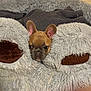 adorable, animal, brown, carpet, cozy, curious, cute, dog, ears, face, fluffy, home, indoor, looking, pet_bed, puppy, resting, sleepy, small_dog, soft_texture