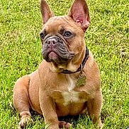 Mufasa is registered to the contest to win money with this photo: dog, french_bulldog, puppy, grass, outdoor, pet, collar, tag, brown_coat, sitting, lawn, cute, animal, companion, ears, portrait, nature, canine, young, facing_sideways