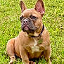 dog, french_bulldog, puppy, grass, outdoor, pet, collar, tag, brown_coat, sitting, lawn, cute, animal, companion, ears, portrait, nature, canine, young, facing_sideways