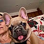 animal, canine, casual, close_up, couch, dog, ear, face, floral_pattern, furniture, glasses, hand, home, indoor, living_room, person, pet, smile, tongue, young_dog