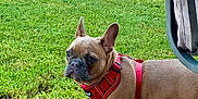 Mufasa is registered to the contest to win money with this photo: animal, backyard, brown_dog, canine, chair, daylight, dog, domestic_animal, french_bulldog, garden, grass, harness, lawn, nature, outdoor, patio, pavement, pet, side_view, standing