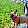 animal, backyard, brown_dog, canine, chair, daylight, dog, domestic_animal, french_bulldog, garden, grass, harness, lawn, nature, outdoor, patio, pavement, pet, side_view, standing