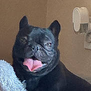 Gizzy is registered to the contest to win money with this photo: dog, french_bulldog, black_dog, tongue_out, pet, animal, fluffy_blanket, indoor, wall, wall_fixture, cute, smiling, happy, canine, companion, domestic_animal, portrait, resting, furry, cozy