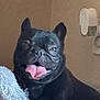 dog, french_bulldog, black_dog, tongue_out, pet, animal, fluffy_blanket, indoor, wall, wall_fixture, cute, smiling, happy, canine, companion, domestic_animal, portrait, resting, furry, cozy