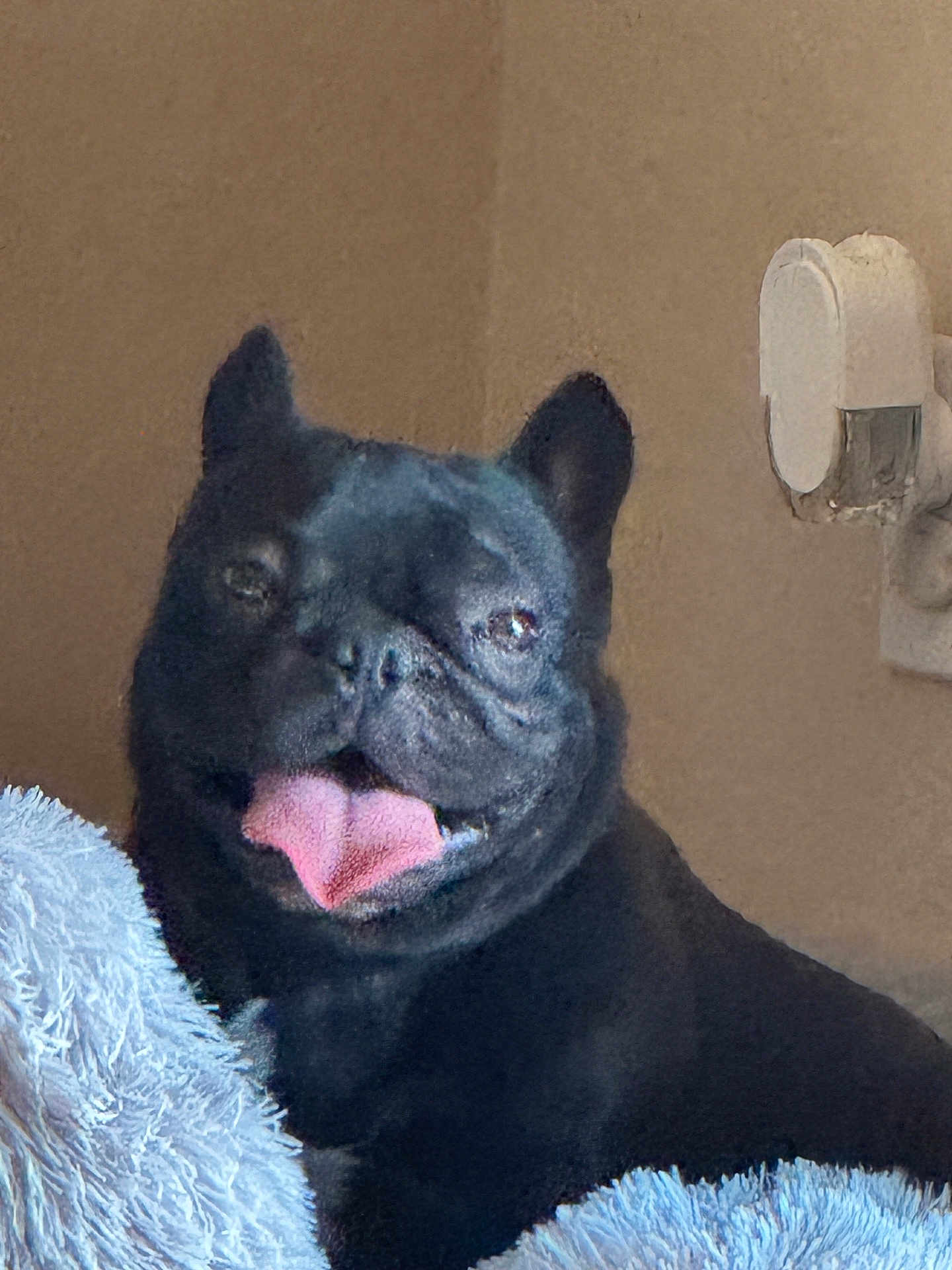 Gizzy is registered to the contest to win money with this photo: dog, french_bulldog, black_dog, tongue_out, pet, animal, fluffy_blanket, indoor, wall, wall_fixture, cute, smiling, happy, canine, companion, domestic_animal, portrait, resting, furry, cozy