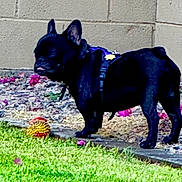 Gizzy is registered to the contest to win money with this photo: animal, black_dog, brick_wall, cute, dog, flowers, french_bulldog, garden, grass, leash, nature, outdoor, pet, playful, small_dog, standing, sunlight, toy, wall, yard