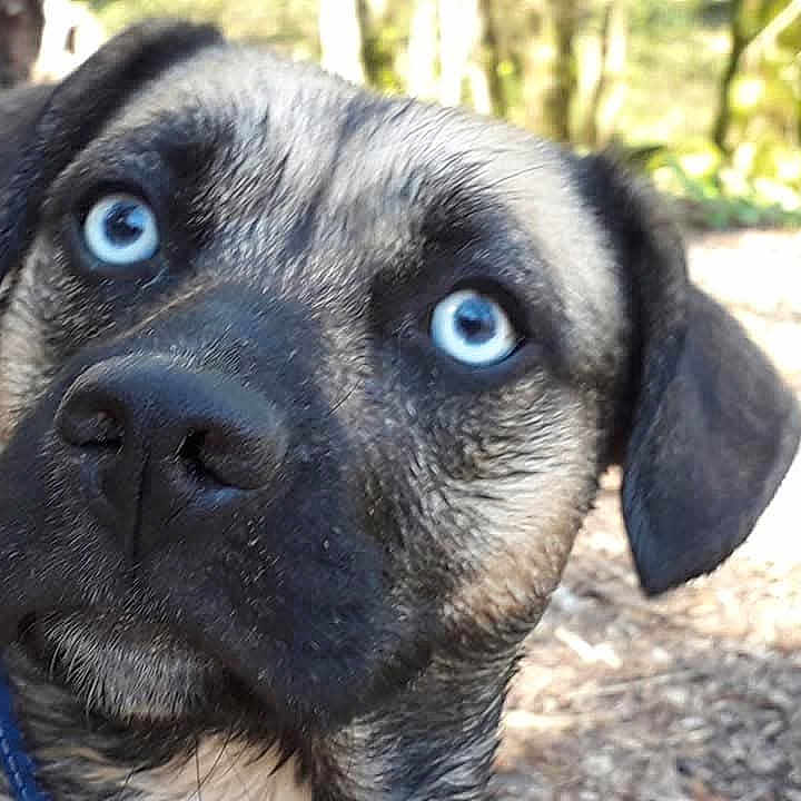 Lola participe au concours pour gagner de l'argent avec cette photo : animal, boxer, bulldog, canine, dog, grass, grove, hound, labradorretriever, land, nature, outdoors, pet, plant, pug, puppy, snout, tree, vegetation, woodland
