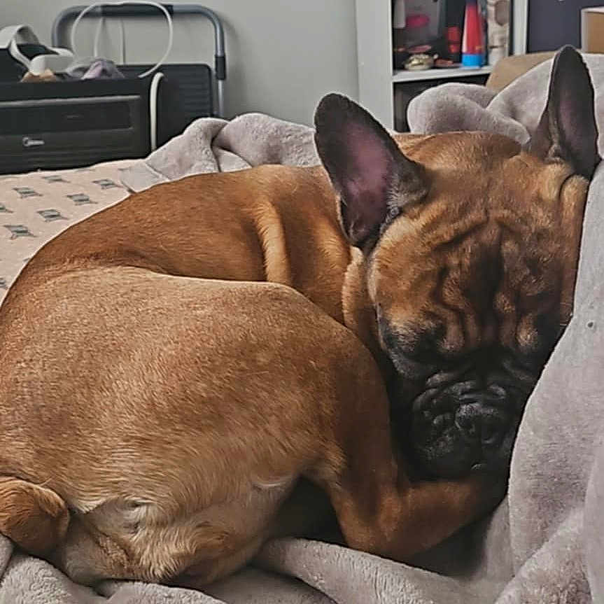 Rain is registered to the contest to win money with this photo: animal, bed, bedroom, blanket, bulldog, canine, dog, dogbed, frenchbulldog, furniture, indoors, person, pet, puppy, quilt, room, sleeping