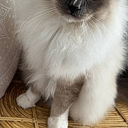 Maurice a rejoint le concours — aidez-le/la à gagner de superbes lots ! cat, fluffy, blue_eyes, feline, pet, indoor, closeup, whiskers, soft_fur, sitting, paw, wicker, furniture, domestic_animal, cute, animal_portrait, cozy, relaxed, household, mammal