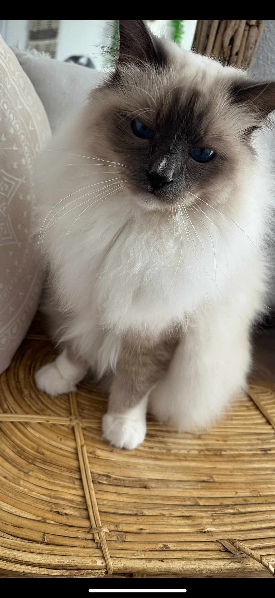 Maurice a rejoint le concours — aidez-le/la à gagner de superbes lots ! cat, fluffy, blue_eyes, feline, pet, indoor, closeup, whiskers, soft_fur, sitting, paw, wicker, furniture, domestic_animal, cute, animal_portrait, cozy, relaxed, household, mammal